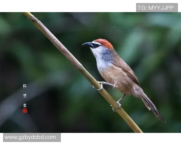 足球明星亚克力艺术作品展现运动之美与激情的完美结合 足球明星亚克力艺术作品展现运动之美与激情的完美结合